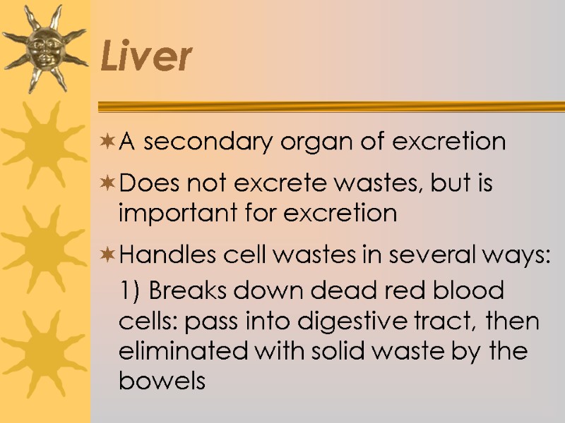 Liver A secondary organ of excretion  Does not excrete wastes, but is important